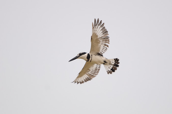 Bonte IJsvogel 2.jpg